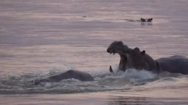 Hipopótamos luchando en medio del río — Vídeo de stock