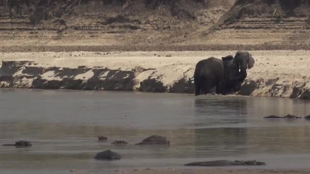 Les éléphants mâles se battent très fort dans la rivière — Video