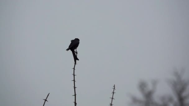 Πουλί πετάει μακριά από hawthorn σε σούπερ αργή κίνηση — Αρχείο Βίντεο