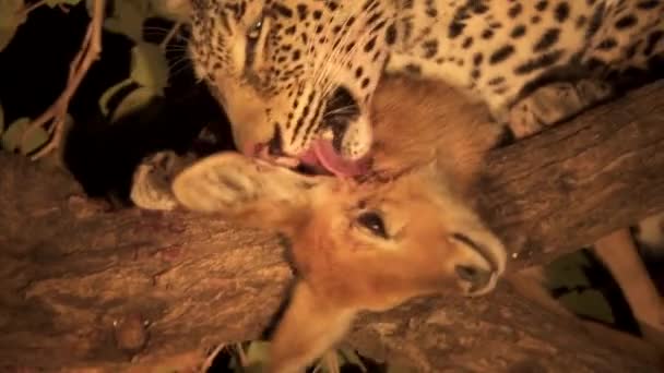 Leopard över trädet slickar puku skada — Stockvideo