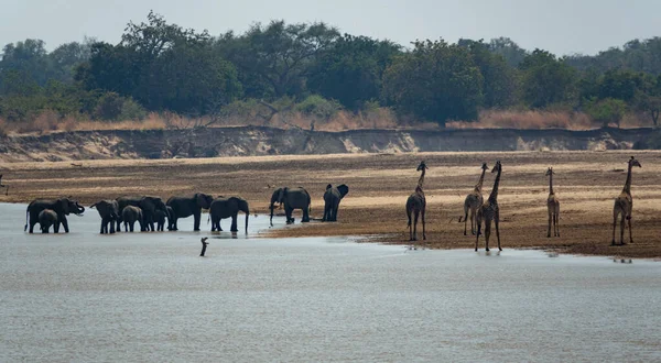 강에서 물을 마시는 코끼리를 보고 있는 기린들 — 스톡 사진