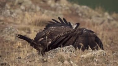 Aquila chrysaetos erkek yerde kanat topluyor.
