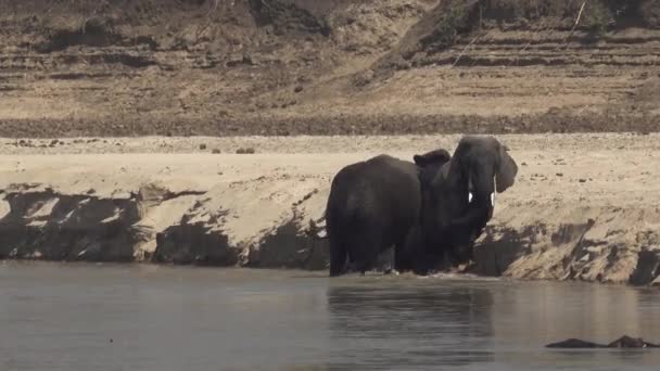 Elefantes machos peleando en la orilla del río — Vídeos de Stock