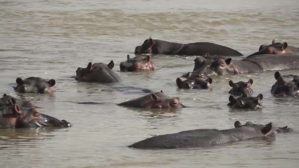 Hippo draaiende oren in super slow motion — Stockvideo