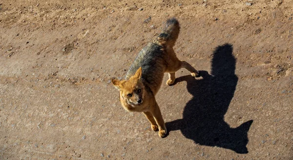 Bovenaanzicht van kleine vos in Atacama woestijn, Chili — Stockfoto