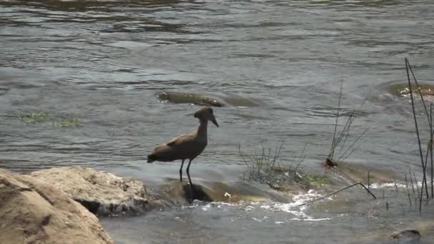 Hamerkop preparato per la pesca mentre emerge il coccodrillo — Video Stock