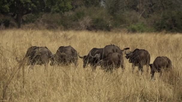 Ağır çekimde yürüyen vahşi bir bufalo grubu. — Stok video