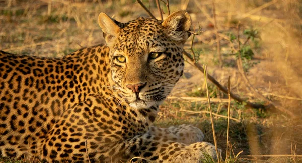 Fechar o leopardo deitado olhando para o horizonte — Fotografia de Stock