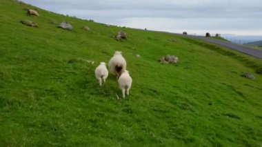 Tepenin yamacında iki yavru koyunla koyunları takip ediyorum.