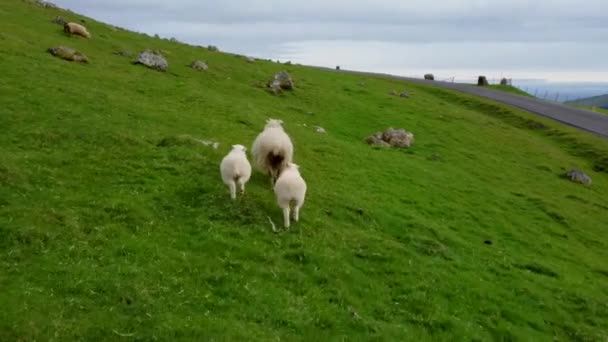 Following sheep with two baby sheep in the hillside — Stock Video