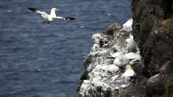 Morus bassanus sobrevuela el océano y anida en cámara lenta — Vídeos de Stock