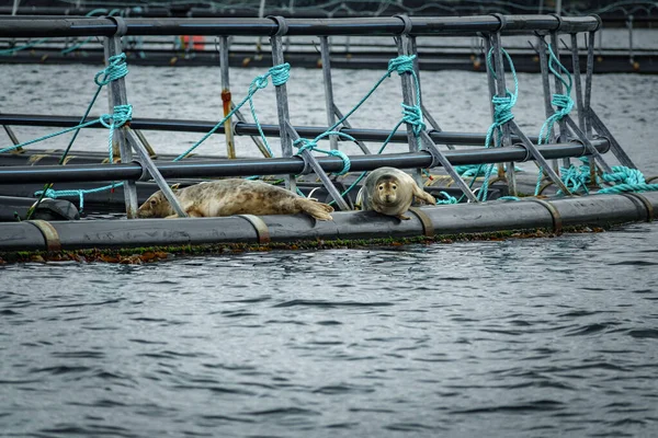 Zeehonden die de viskwekerij in het fjord binnenvaren — Stockfoto