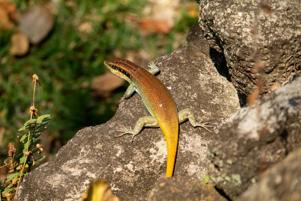 Lézard orange sur le rocher, vue sur le dessus — Photo