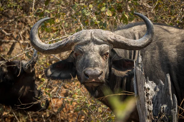 Wild buffelhoofd kijkend naar de camera — Stockfoto