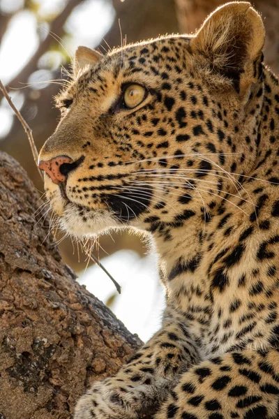 Volto di leopardo sopra l'albero guardando all'orizzonte — Foto Stock