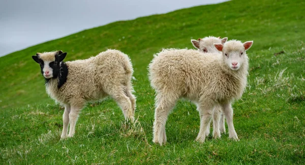 Três ovelhas pequenas olhando para a câmera — Fotografia de Stock