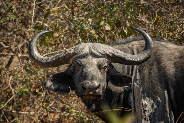 Vooraanzicht van buffels die naar de camera kijken — Stockfoto