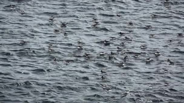 Много пуффинов над океаном в медленном темпе — стоковое видео