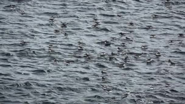 Beaucoup de macareux au-dessus de l'océan en ralenti 