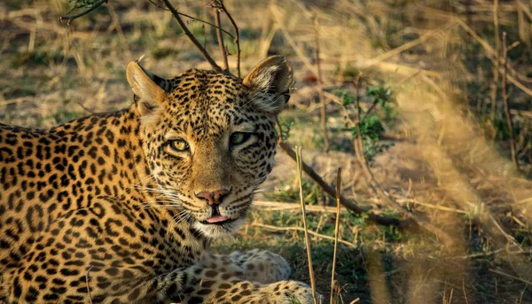 Fechar o leopardo deitado olhando para o horizonte com a língua para fora — Fotografia de Stock