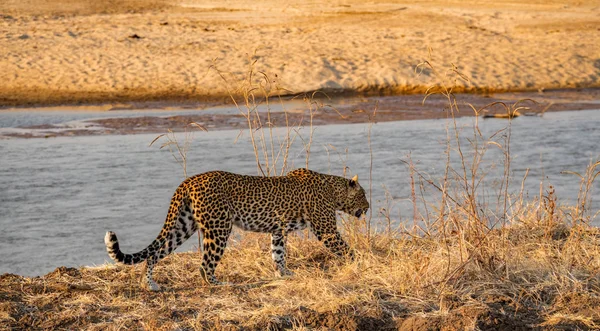 Vista del perfil del leopardo caminando en el borde del río — Foto de Stock