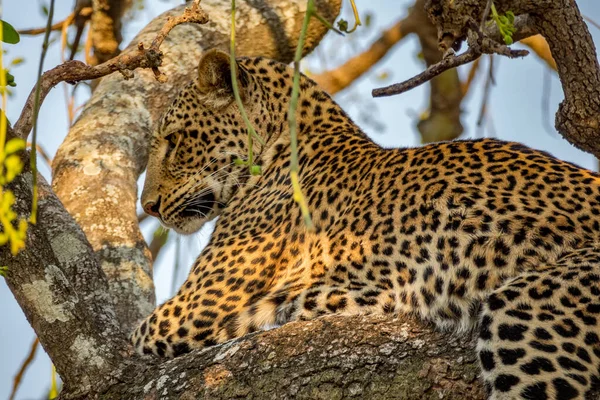 Vista del profilo di spettacolare leopardo su ramo d'albero — Foto Stock