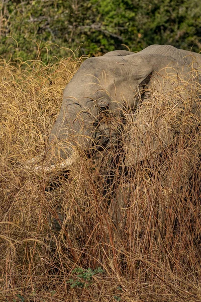 Слон спрятался за кустом, вертикальная композиция — стоковое фото