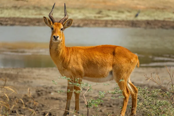 Profiel weergave van Puku antilope kijkend naar de camera — Stockfoto
