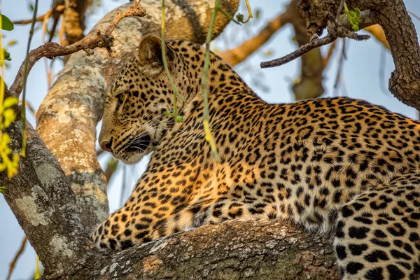 Vista del profilo di spettacolare leopardo su ramo d'albero Immagini Stock Royalty Free
