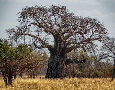 Büyük baobab ağacı olan Afrika manzarası