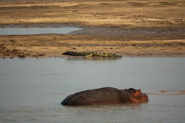 Hipopótamo y cocodrilo en el río africano, primer plano — Foto de Stock