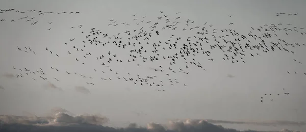 Grand groupe de grues volantes, haut congrast — Photo