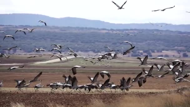 Muchas grúas despegando en cámara súper lenta — Vídeos de Stock