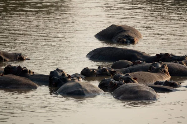 Hippo large group resting in the middle of the river — ストック写真