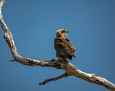 Kuru ağaç dalının üzerinden geriye bakan Bateleur kartalı