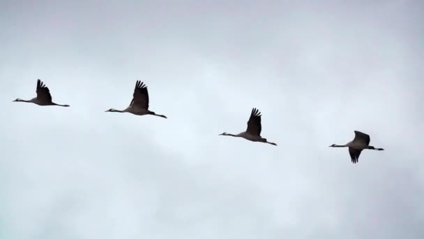 四架超慢速飞行的起重机 — 图库视频影像