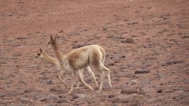 Vicugna vicugnas laufen in Superzeitlupe auf dem Atacama-Hochplateau — Stockvideo