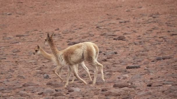 Vicugna vicugnas courir au ralenti super dans le haut plateau d'Atacama 
