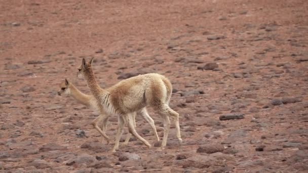 Vicugna vicugnas running in super slow motion in Atacama high plateau — Stock Video