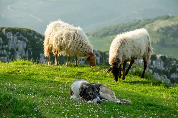 Chien couché surveillant le bétail ovin — Photo