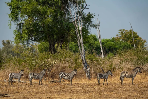 Group of five zebras in a row — Stock Photo, Image