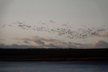 Büyük bir grup turna alacakaranlıkta uçuyor.