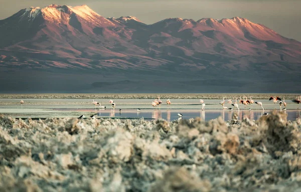 Sunset over Atacama salar and Chaxa lagoon with many flamingoes — Stock Photo, Image