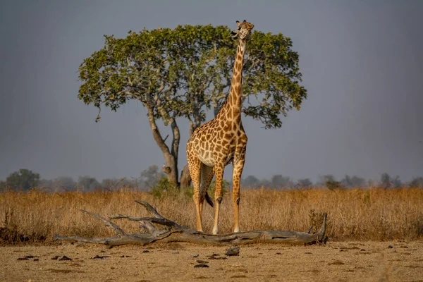 Girafe regardant vers le ciel avec l'arbre en arrière-plan — Photo