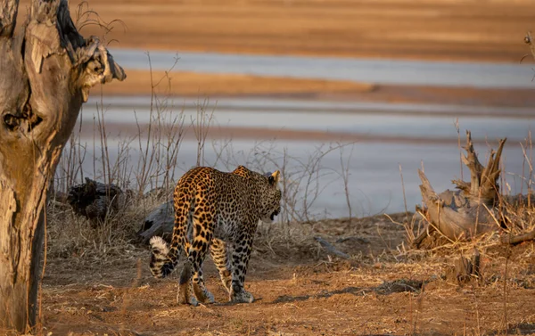 Pandangan belakang macan tutul berjalan di dekat sungai — Stok Foto