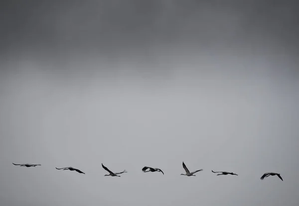 Grúas volando bajo la tormenta, vista de perfil —  Fotos de Stock