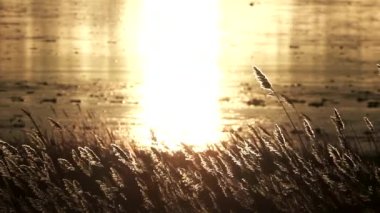 Göle karşı büyük otların süper yavaş çekimi