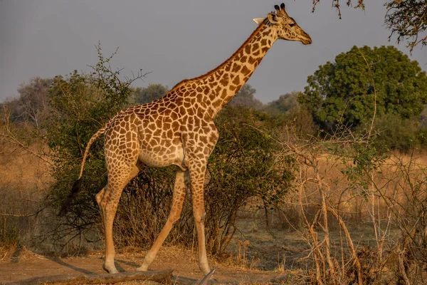 Żyrafa spacerująca w dziczy, widok profilu — Zdjęcie stockowe