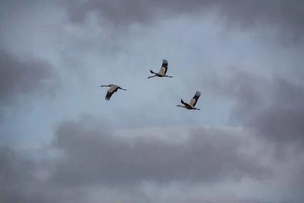Három daru repül nyitott szárnyakkal, alsó nézet — Stock Fotó