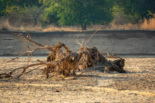 Leopardo escondido nas margens do rio troncos — Fotografia de Stock